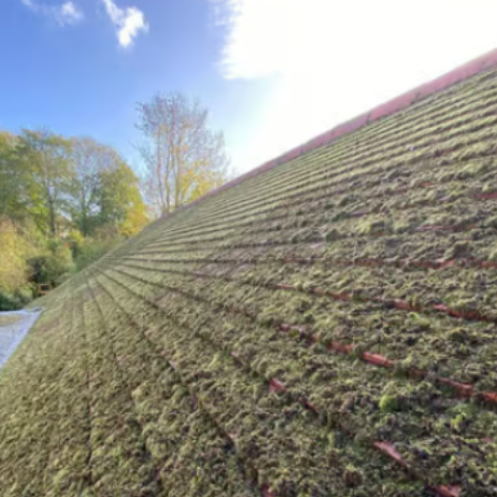 Roof with moss before cleaning